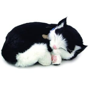 Sensory Pet - Black and White Shorthair Kitten