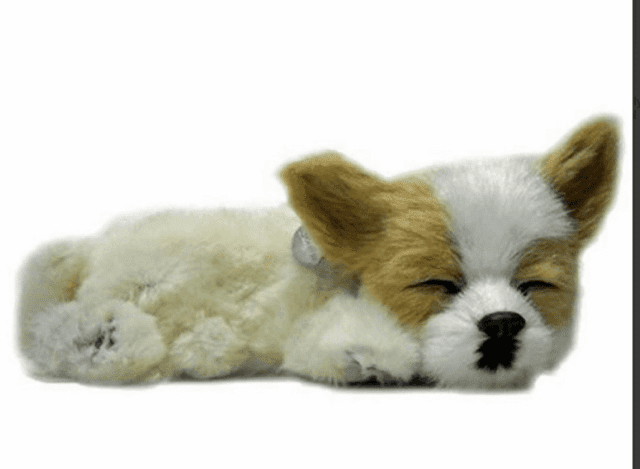 Sensory Pet - Chihuahua Dog