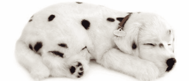 Sensory Pet - Dalmatian Dog