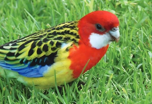 20p Eastern Rosella Puzzle