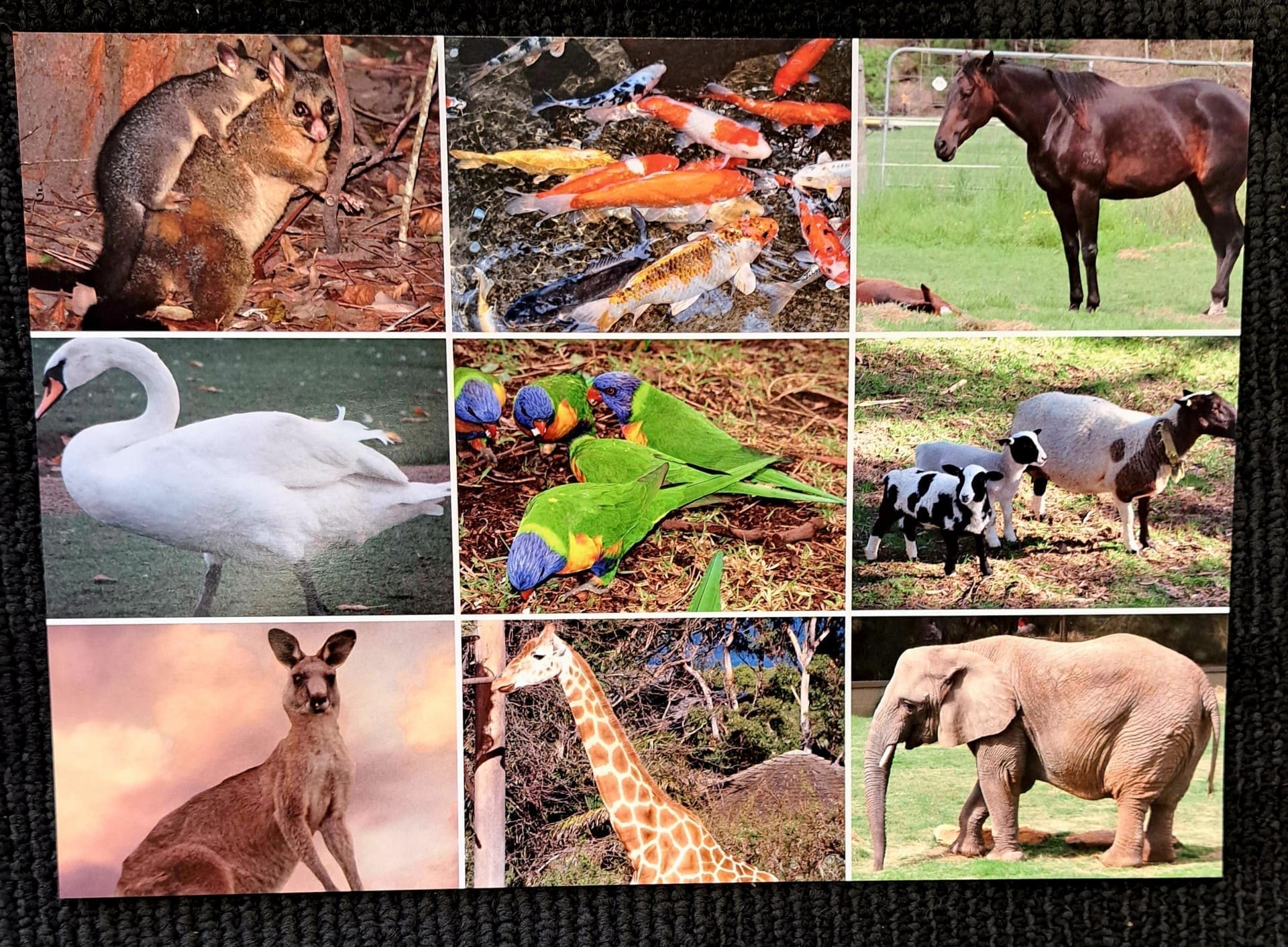 Picture Bingo Game - Animals