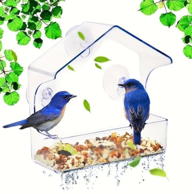 Bird feeder with suction caps
