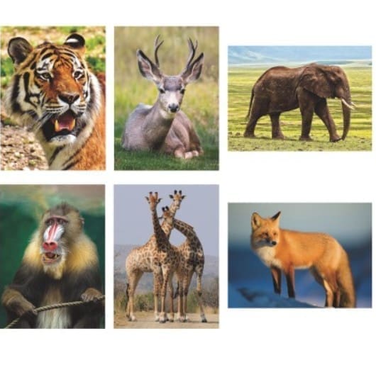 Wildlife Aquapaintings (Pack of 6)